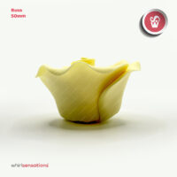 rosas-grandes-50mm-amarelo-2-whirlsensations (002)